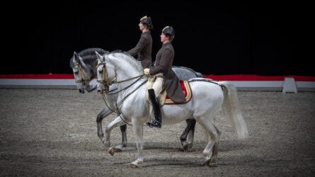 L'école espagnole d'équitation de Vienne à Paris La Défense Arena