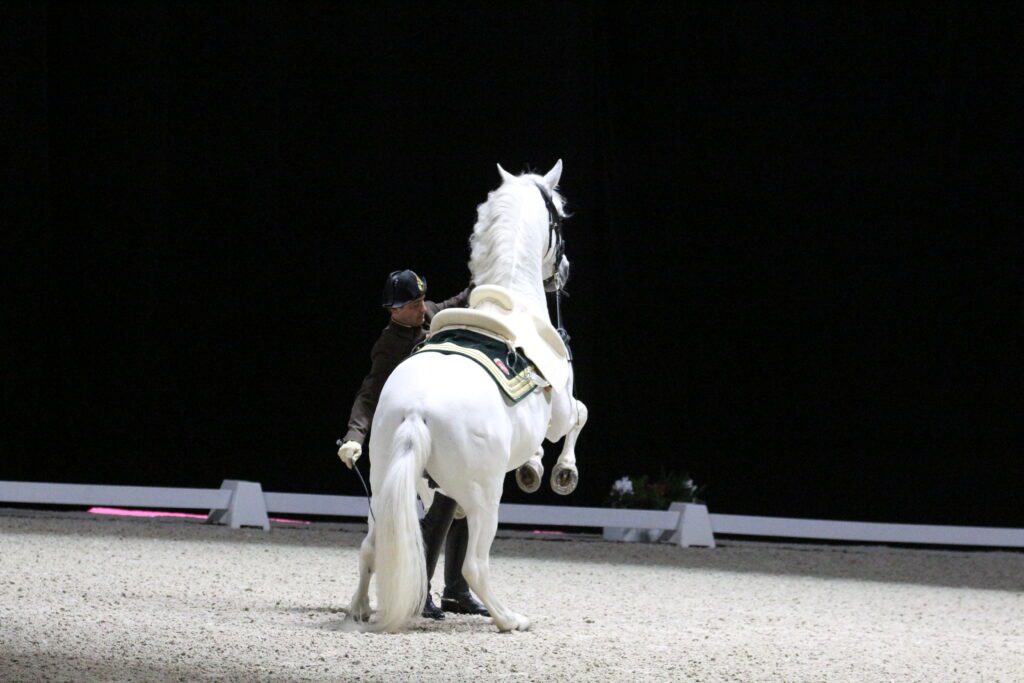 Ecole Espagnole d'Equitation de Vienne a Paris La Defense Arena