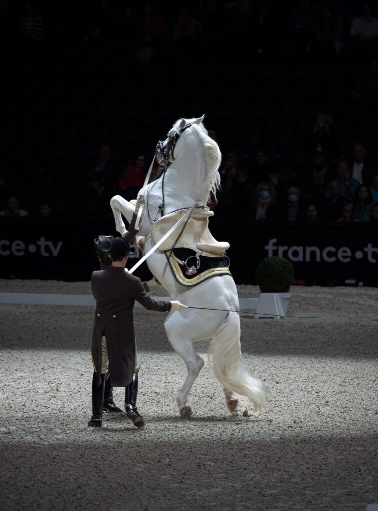 Ecole Espagnole d'Equitation de Vienne a Paris La Defense Arena
